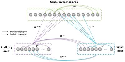 Atypical development of causal inference in autism inferred through a neurocomputational model